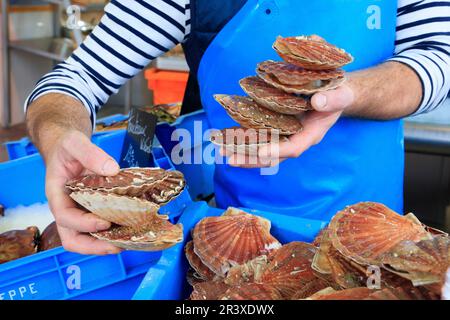 Jakobsmuscheln in einem Fischladen. Ein Fischhändler hält Jakobsmuscheln in den Händen Stockfoto