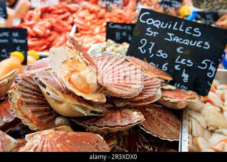 Jakobsmuscheln in einem Fischladen Stockfoto