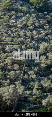 Rotes de Caimari, Gemeinde Selva, Brunnen von kulturellem Interesse, Mallorca, Balearen, Spanien. Stockfoto