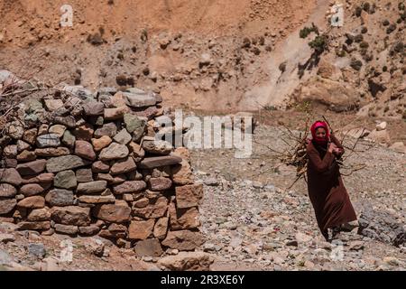 Frau mit Feuerholz, Azib Ikkis, Atlasgebirge, marokko, afrika. Stockfoto