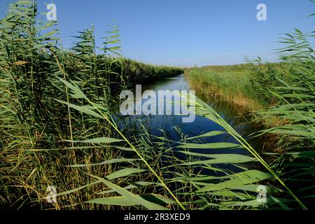 torrente de Muro, Parque natural s'Albufera de Mallorca, términos municipales de Muro y sa Pobla. Mallorca, balearen, spanien, europa. Stockfoto