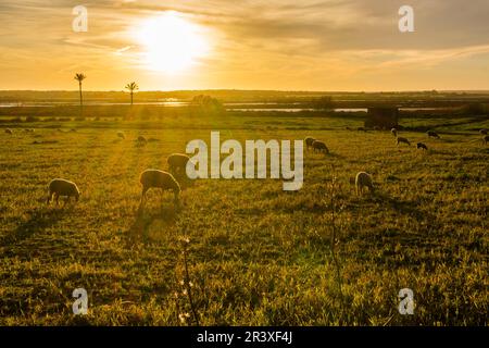 Rebaño de Ovejas Pastando En el Salobrar de Campos, Campos del Puerto, Mallorca, Balearen, Spanien, Europa. Stockfoto