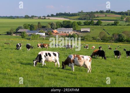 Kühe auf einer Wiese nach dem Melken und ländliche Landschaft des Gebiets ‚Pays de Bray‘. Bauernhof im Hintergrund Stockfoto