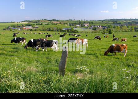 Kühe auf einer Wiese nach dem Melken und ländliche Landschaft des Gebiets ‚Pays de Bray‘. Bauernhof und Dorf im Hintergrund Stockfoto