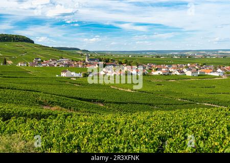 Hermonville (Nordostfrankreich): Das Dorf inmitten der Weinreben der Champagne Stockfoto