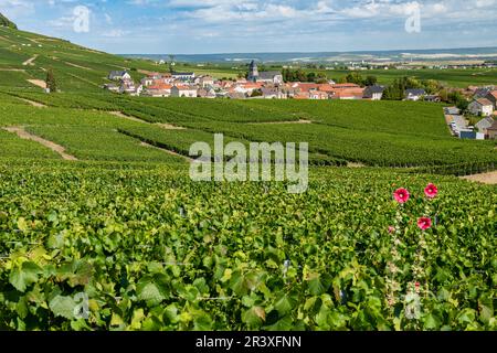 Hermonville (Nordostfrankreich): Das Dorf inmitten der Weinreben der Champagne Stockfoto