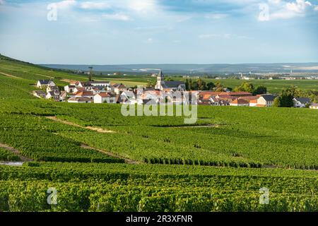 Hermonville (Nordostfrankreich): Das Dorf inmitten der Weinreben der Champagne Stockfoto