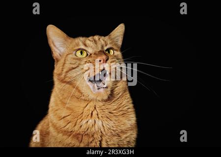 Lustige Ingwerkatze, die ein albernes Gesicht auf schwarzem Hintergrund macht. Stockfoto