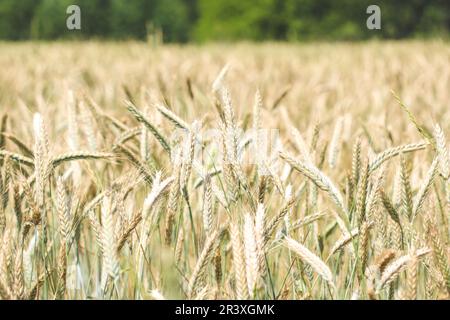 Roggenohren auf dem Feld Stockfoto