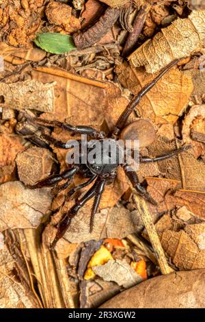 Grundspinne, Gnaphosidae sp., Miandrivazo, Madagaskar Wildtiere Stockfoto