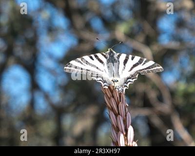 Nahaufnahme des Schwalbenschwanzes in Spanien Stockfoto