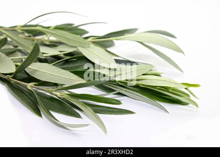 Frischer Olivenzweig auf weißem Hintergrund, Nahaufnahme. Stockfoto