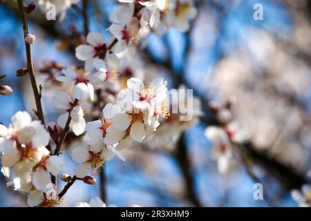 Obstbäume blühen im Frühling. Aprikosenblüten auf dem Ast am blauen Himmel. Natur, umweltfreundliche Welt. Stockfoto