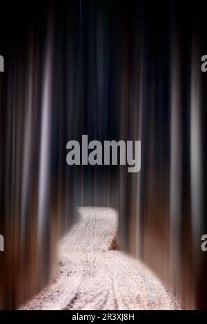 Verschwommene Bäume Abstrakt Stockfoto