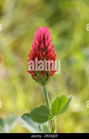 Trifolium incarnatum, bekannt als Crimson Klee, Italienischer Klee, blutrot, Nelkenklee Stockfoto