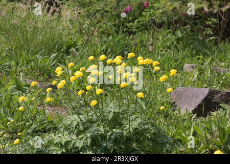 Trollius europaeus, bekannt als die Globe Blume, Globeblume, Globe-Blume Stockfoto