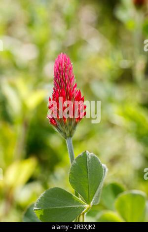 Trifolium incarnatum, bekannt als Crimson Klee, Italienischer Klee, blutrot, Nelkenklee Stockfoto