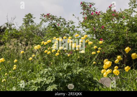 Trollius europaeus, bekannt als die Globe Blume, Globeblume, Globe-Blume Stockfoto