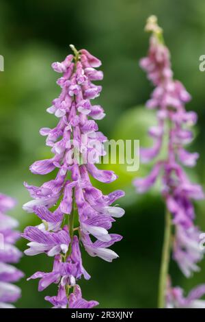 Vicia cracca, bekannt als getuftete Wiege, Vogelwicke, Boreale Wiege, Kuhwicke Stockfoto