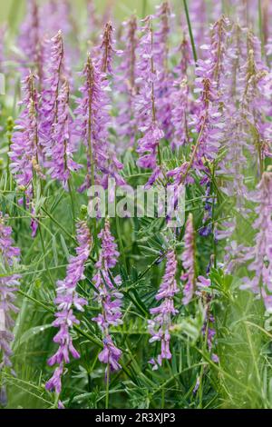 Vicia cracca, bekannt als getuftete Wiege, Vogelwicke, Boreale Wiege, Kuhwicke Stockfoto