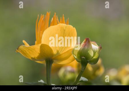 Trollius europaeus, bekannt als die Globe Blume, Globeblume, Globe-Blume Stockfoto