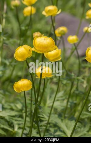 Trollius europaeus, bekannt als die Globe Blume, Globeblume, Globe-Blume Stockfoto