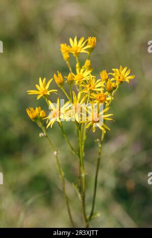 Senecio jacobaea, bekannt als gewöhnlicher Ragwurz, Ragwurz, Tansy-Ragwurz, Benweed, stinkender Willie Stockfoto