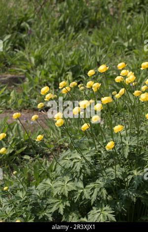 Trollius europaeus, bekannt als die Globe Blume, Globeblume, Globe-Blume Stockfoto