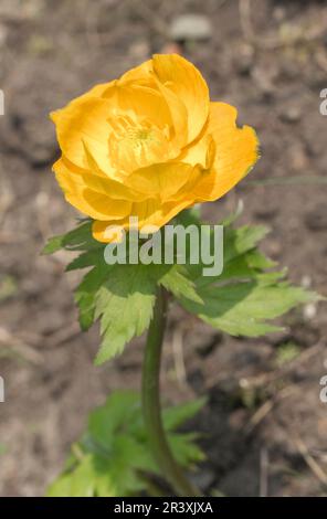 Trollius europaeus, bekannt als die Globe Blume, Globeblume, Globe-Blume Stockfoto
