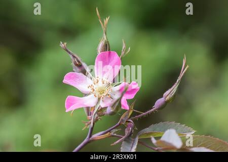 Rosa glauca, Rosa rubrifolia, auch bekannt als Rote-Blätter-Rose, Rote-Blätter-Rose Stockfoto
