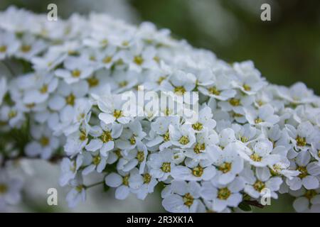 Zweige blühender Spirea mit vielen kleinen weißen Blüten. Spiraea cinerea. Sanfter, pastellfarbener Frühlingshintergrund. Spirea im Frühling, Nahaufnahme. Stockfoto