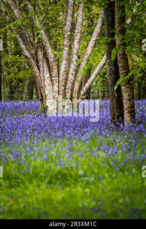 Ein Feld des Common English Bluebells Hyacinthoides ohne Schriftzug in der ruhigen Gegend; historisches Parc Lye Gebiet in Enys Gardens in Penryn in Cornwall im Vereinigten Königreich. Stockfoto