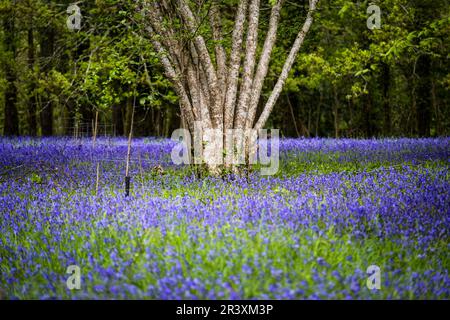 Ein Feld des Common English Bluebells Hyacinthoides ohne Schriftzug in der ruhigen Gegend; historisches Parc Lye Gebiet in Enys Gardens in Penryn in Cornwall im Vereinigten Königreich. Stockfoto