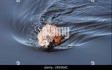 Moschusrat Swimming Canada Stockfoto