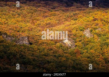 Dichter Eichenwald, Naturpark Fuentes Carrionas und Fuente Cobre - Berg Palentina, Gemeinde San Cebrián de Mudá, Provinz Palencia, Autonome Gemeinschaft Castilla y León, Spanien. Stockfoto