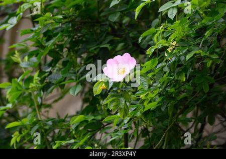 Hildesheim, Deutschland. 25. Mai 2023. Eine Rose blüht im '1000 Jahre alten Rosenbusch' an der Hildesheim Kathedrale. Die wilde Hecke an der Kirchenmauer beginnt zu blühen. Der Tradition nach war es einem Sohn Karls des Großen nicht gelungen, ein Reliquar während einer Ruhepause um 815 von den Rosen zu befreien. Deshalb ließ er vor Ort eine Kapelle bauen, und später wurde die Kathedrale gebaut. Kredit: Julian Stratenschulte/dpa/Alamy Live News Stockfoto