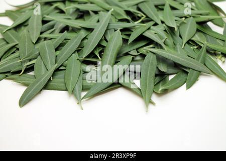 Frische Olivenbaumblätter auf weißem Hintergrund. Medikament zur Blutdrucksenkung. Stockfoto