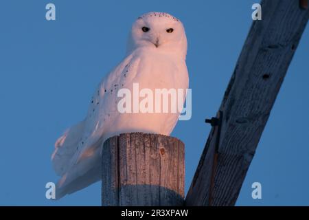 Schneeeule Kanada Stockfoto