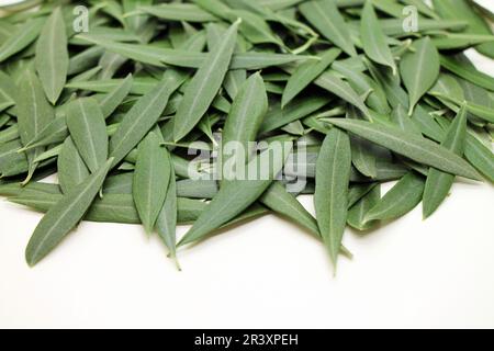 Frische Olivenbaumblätter auf weißem Hintergrund. Medikament zur Blutdrucksenkung. Stockfoto