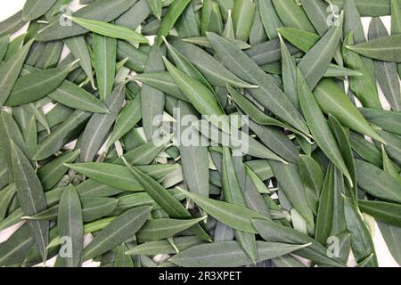 Frischer Olivenbaum hinterlässt Hintergrund. Arzneimittel zur Senkung des Blutdrucks. Stockfoto