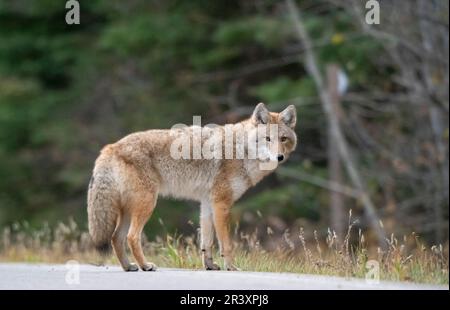 Wilde Kojoten-Prärien Stockfoto