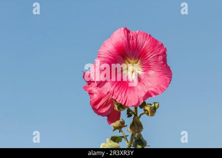 Alcea rosea, Syn. Althaea ficifolia, bekannt als Gemeiner Schockschwanz, Feigenblättriger Schockschwanz, Heilischock Stockfoto