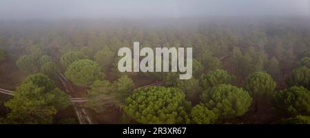 Harzgewinnung in einem Pinus Pinaster Wald, Montes de Coca, Segovia, Spanien. Stockfoto