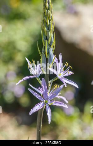 Camassia cusickii, bekannt als Cusick's camassia, Cusick's Quamash, Cusick camas Stockfoto