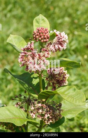 Asclepias syriaca, auch bekannt als Seidenkraut, Schmetterlingsblume, gemeiner Milchkraut, Seidenschluckkraut Stockfoto