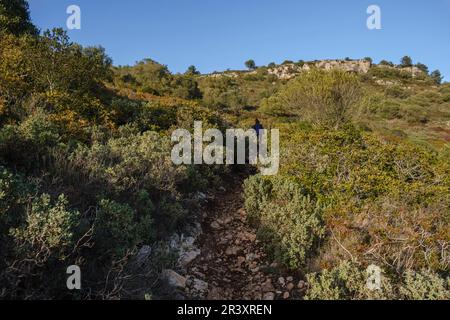 Mediterrane Macchia, Puig de Randa, Algaida, Mallorca, Balearen, Spanien. Stockfoto