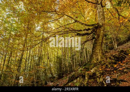 La Ripareta, Cañon de Añisclo, Parque Nacional de Ordesa y Monte Perdido, Comarca del Sobrarbe, Huesca, Aragón, Cordillera de Los Pirineos, Spanien. Stockfoto