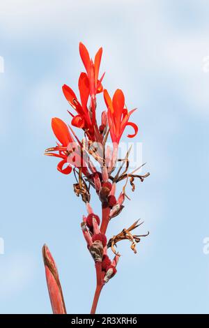 Canna indica, bekannt als Indianerschuss, afrikanische Pfeilwurz, essbare Canna Stockfoto