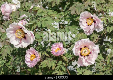 Paeonia suffruticosa, auch bekannt als Schneepagode, Steinpfingstrose, Steinpfingstrose, Pfingstrose Stockfoto