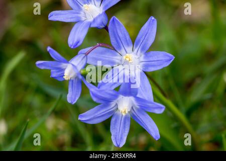 Scilla siberica, auch bekannt als Sibirianer Squill, Holzsquill, Squill im Frühling Stockfoto